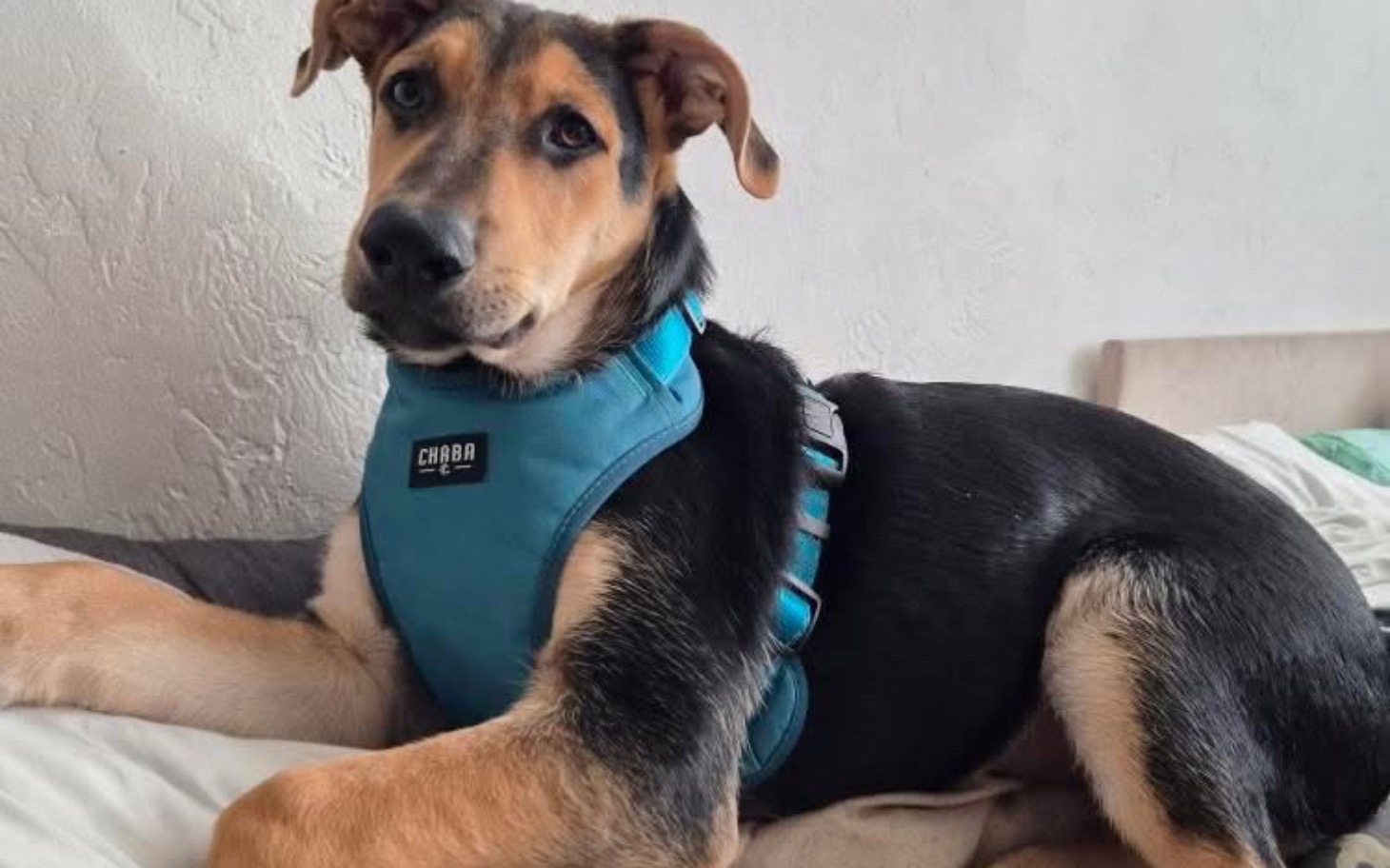 
        Pies w niebieskiej uprzęży, leżący na łóżku.
    