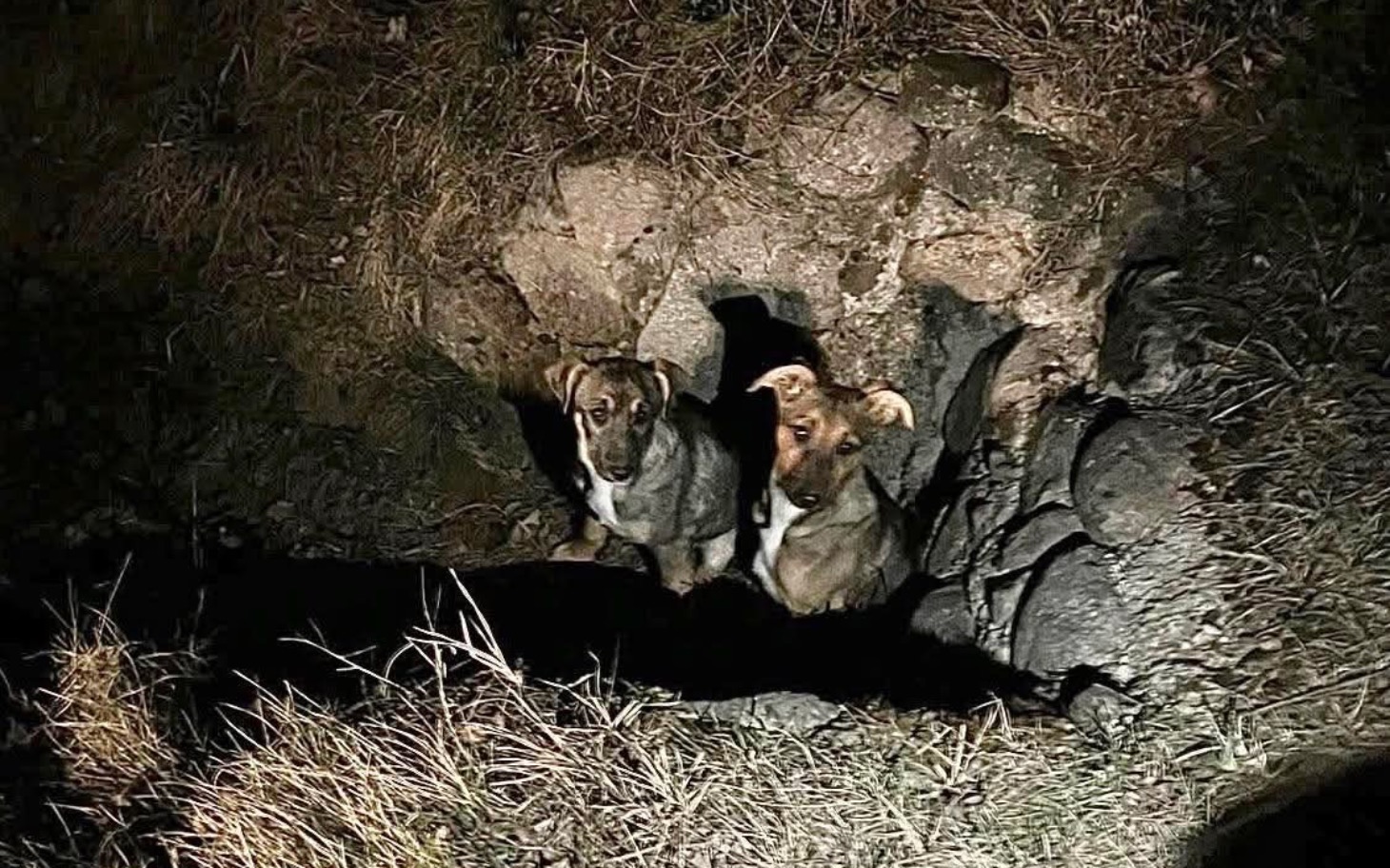 
        Dwa psy siedzące w ciemnej norze.
    