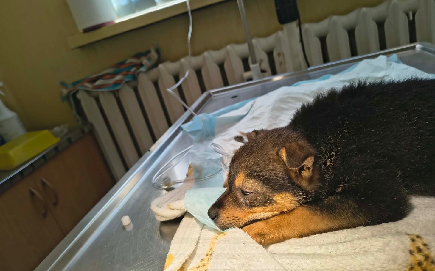 
        Szczeniak leżący na stole w klinice weterynaryjnej.
    