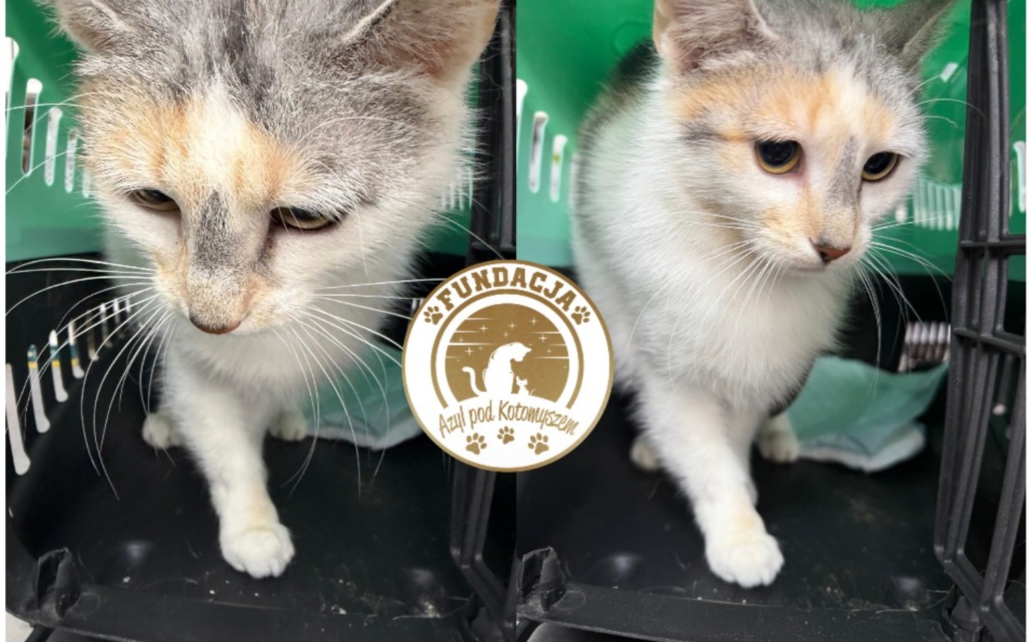 
        Kot w transporterze, z ciekawym spojrzeniem.
    