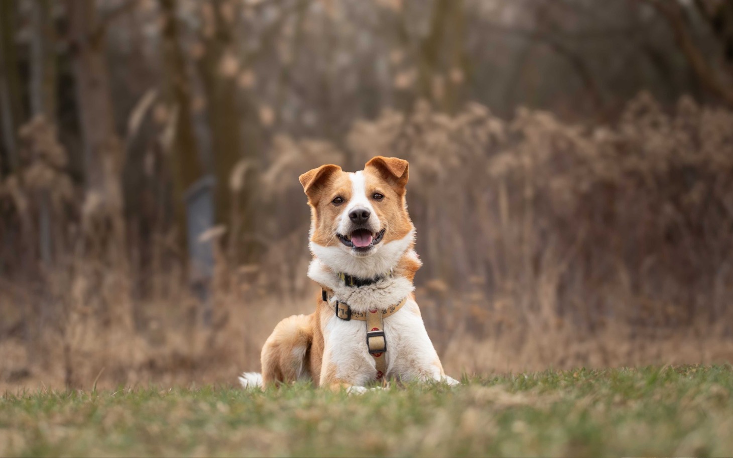 
        Pies siedzący na trawie, uśmiechający się do obiektywu.
    