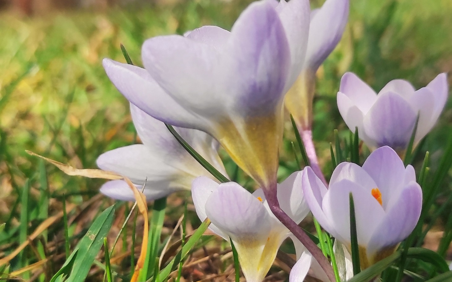 
        Kwiaty krokusów rosnące na trawie, wiosenna sceneria.
    