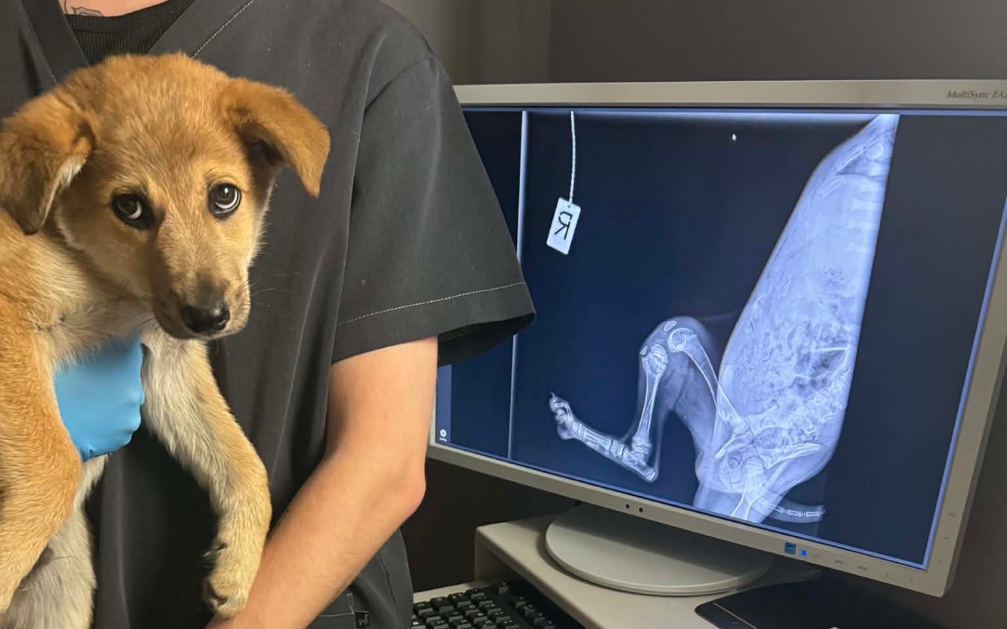 
        Weterynarz trzyma szczeniaka, obok zdjęcie rentgenowskie.
    