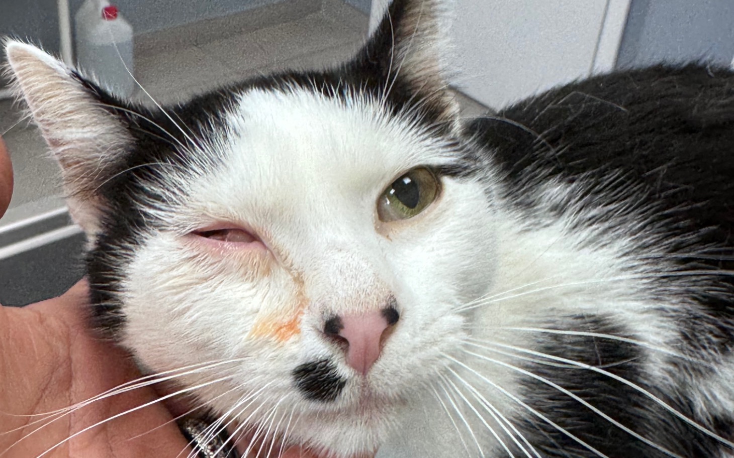 
        Kot z uszkodzoną powieką w lecznicy.
    