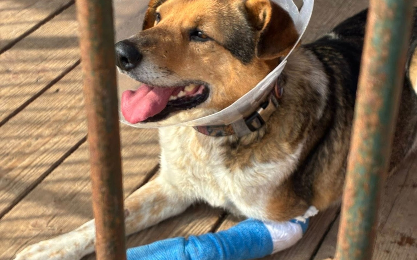 
        Pies z opatrunkiem na nodze, odpoczywający na podłodze.
    