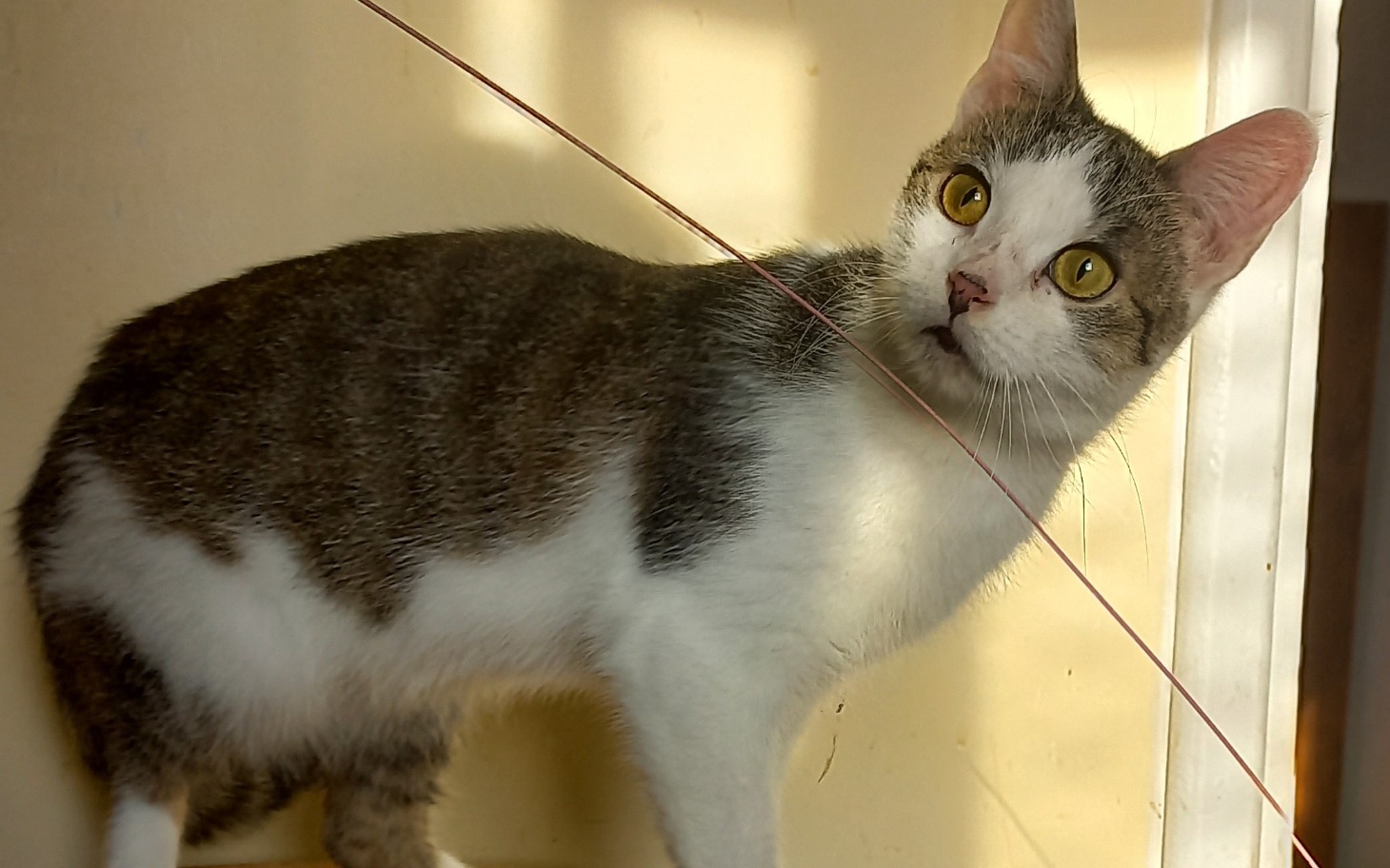 
        Kot z dużymi oczami, patrzący z zaciekawieniem.
    