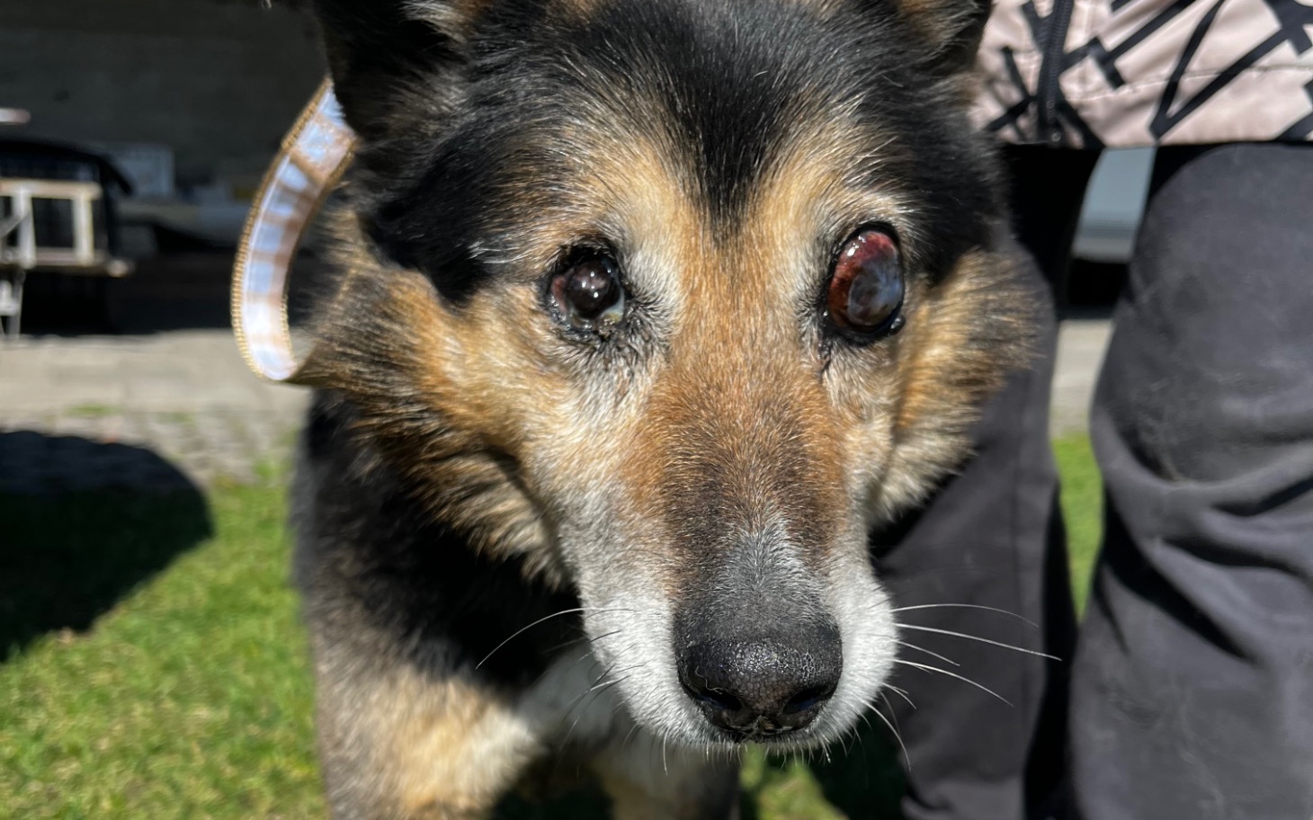 
        Starszy pies z jednym okiem, patrzący w obiektyw.
    