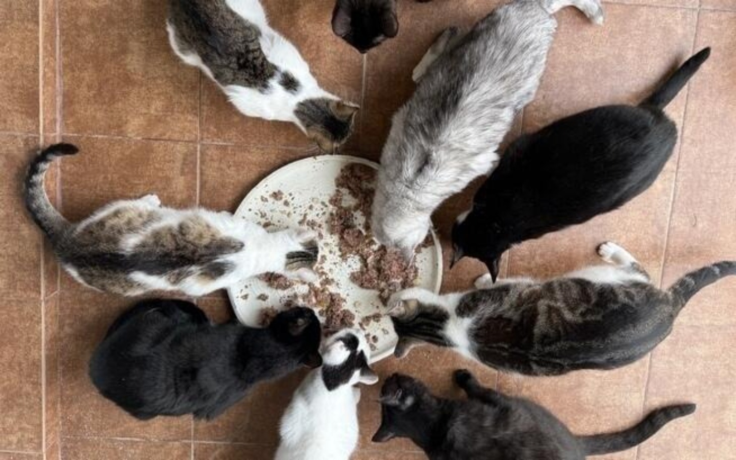 
        Grupa kotów jedzących z talerza.
    