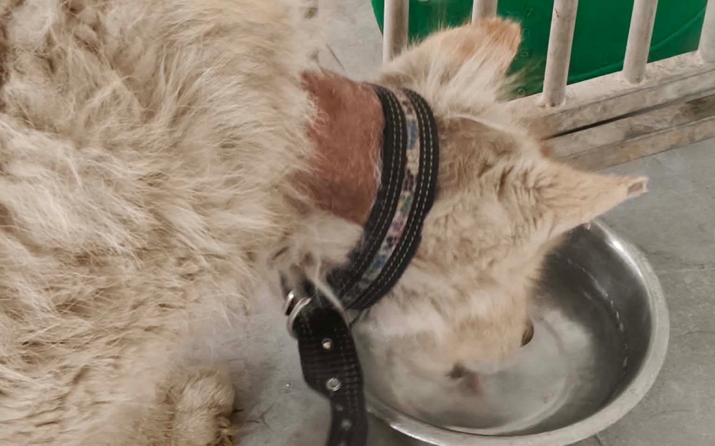 
        Pies pijący wodę z miski w schronisku.
    