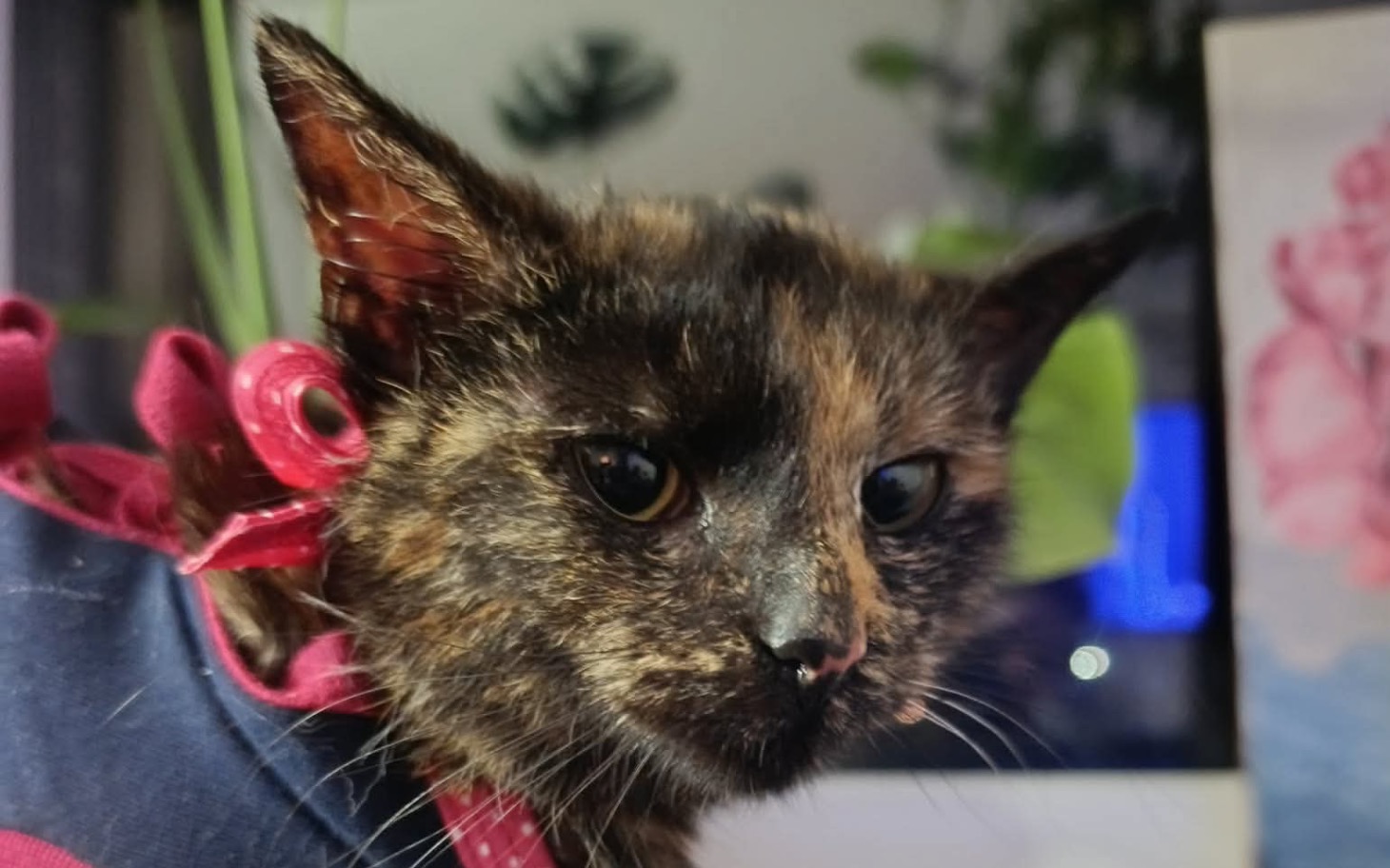 
        Kot w sweterku, z ciekawym wyrazem twarzy, w otoczeniu roślin.
    