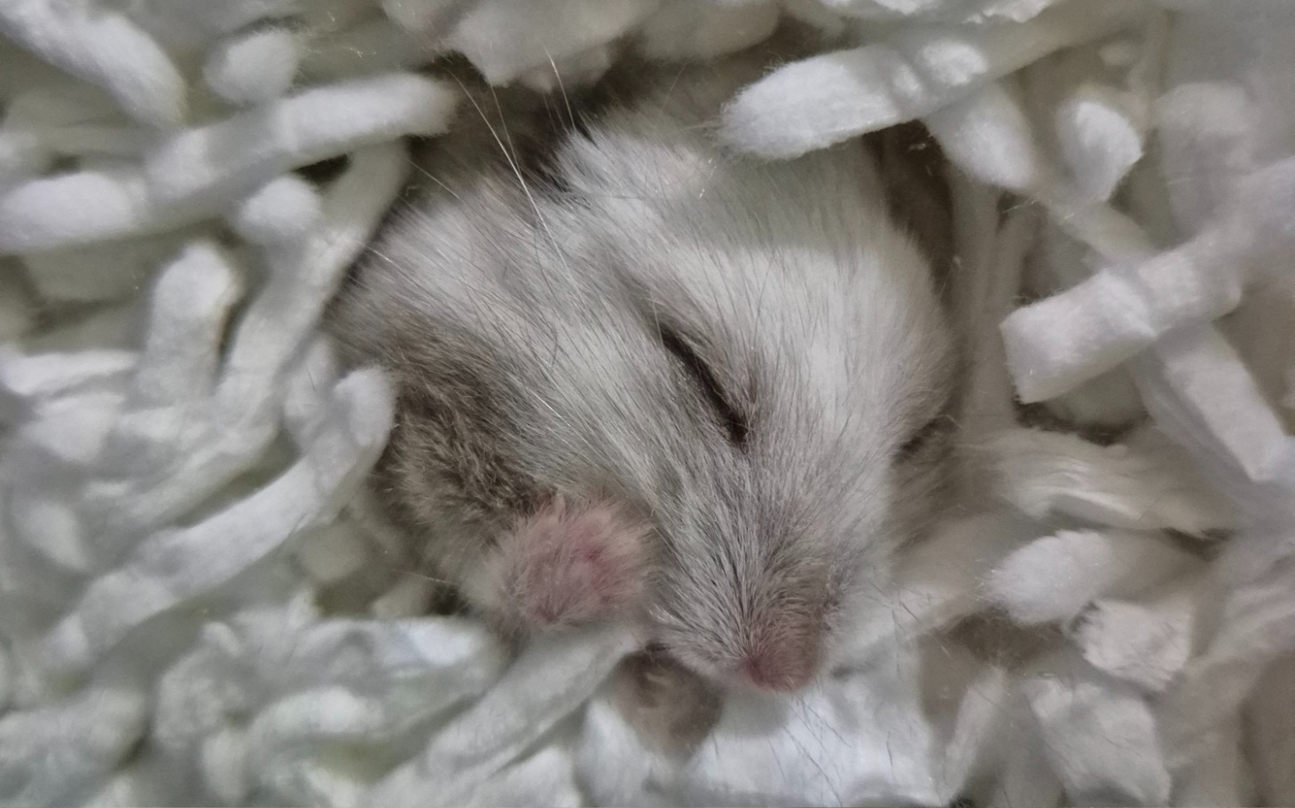 
        Mały chomik śpiący w miękkim otoczeniu.
    