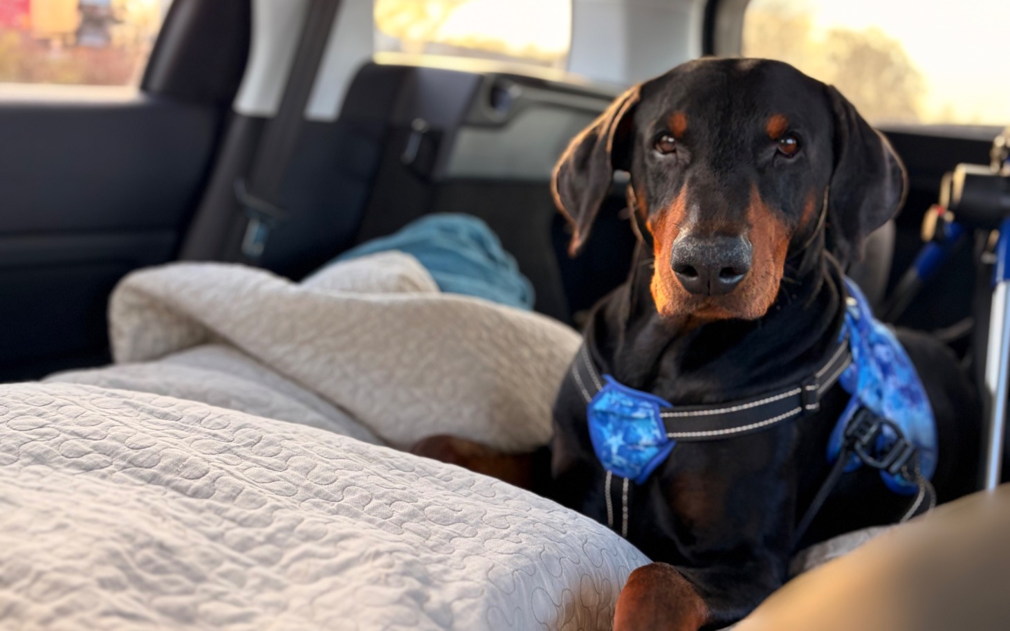 
        Pies rasy doberman w samochodzie, patrzący w obiektyw.
    