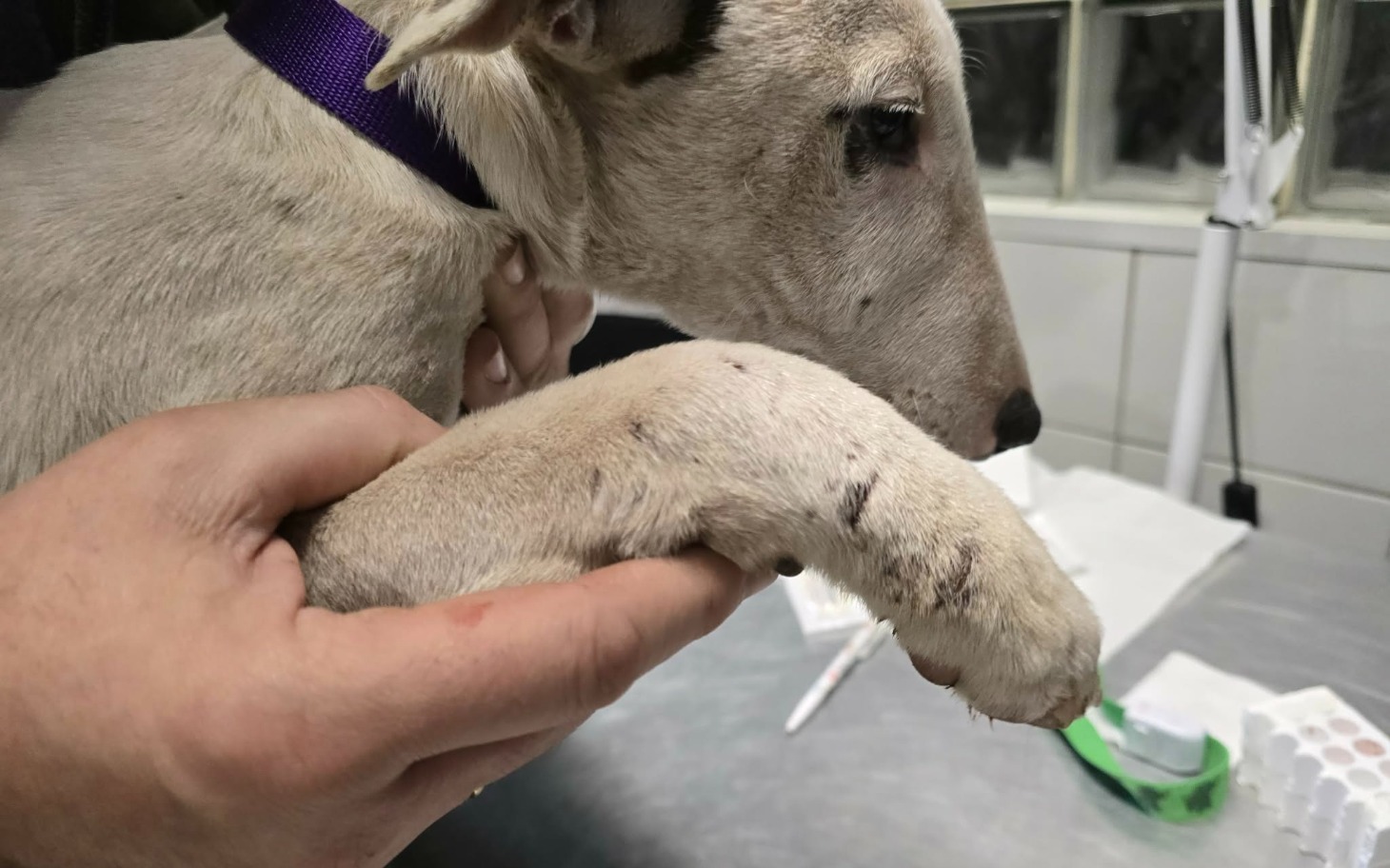 
        Ręka trzymająca psa z widocznymi ranami na łapie.
    