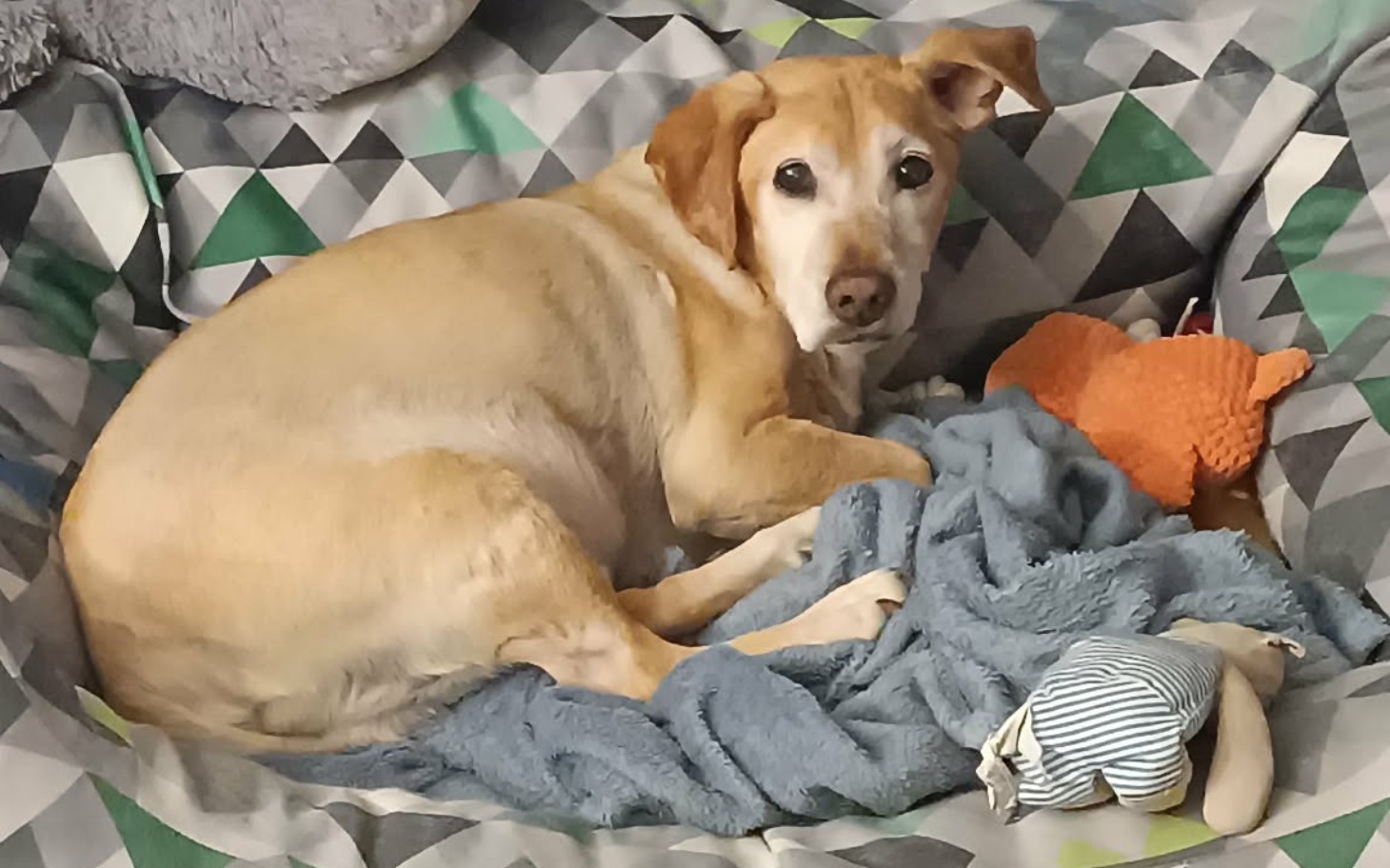 
        Pies leży na poduszce, otoczony zabawkami.
    