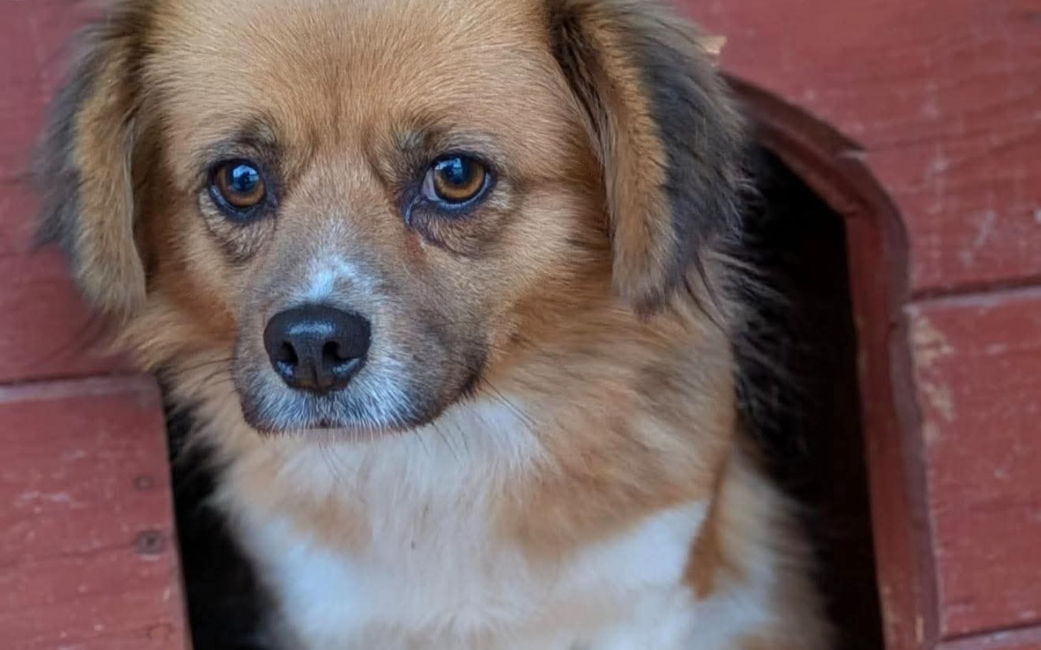 
        Pies patrzący z budy, z wyrazem smutku.
    