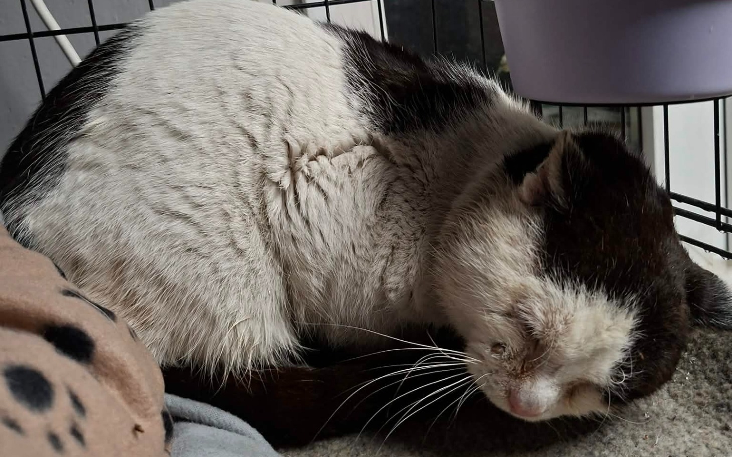 
        Śpiący kot w klatce, zrelaksowany i spokojny.
    