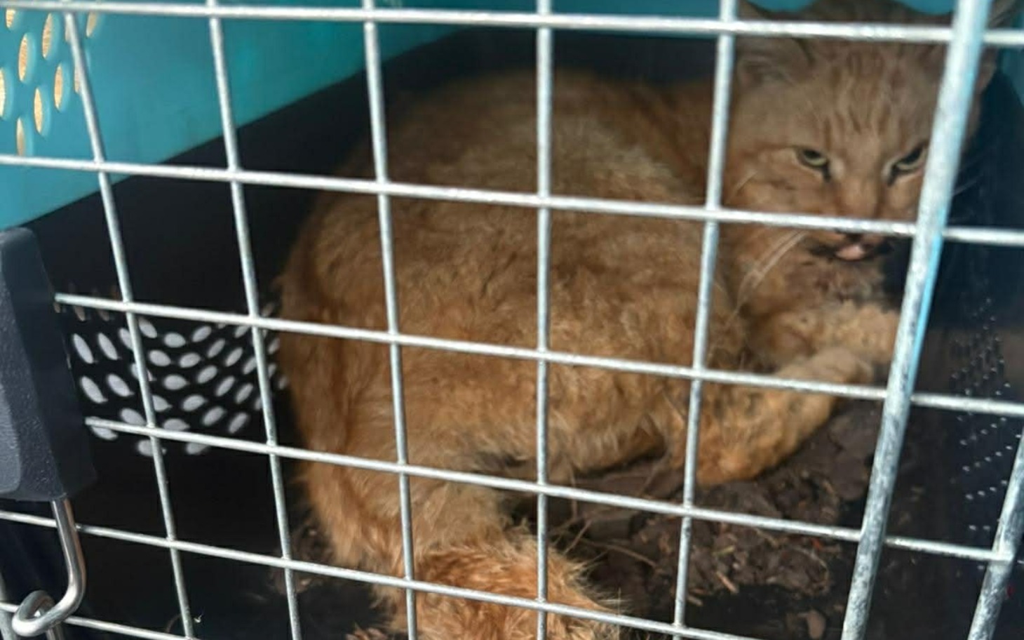 
        Rudy kot w klatce, wygląda na przestraszonego.
    