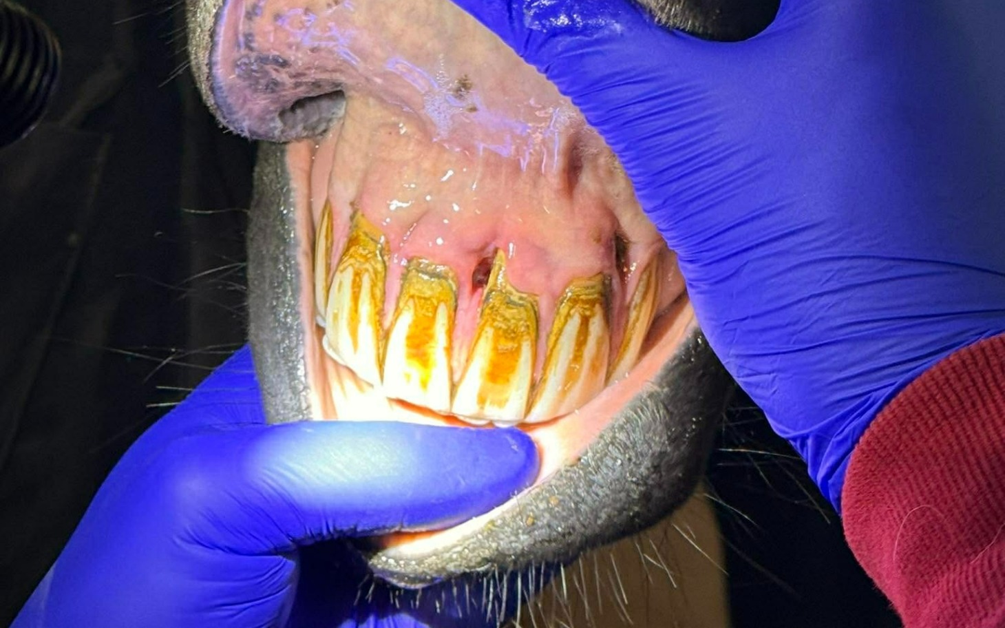 
        Zbiórka Końskie zdrowie - zdjęcie główne
    