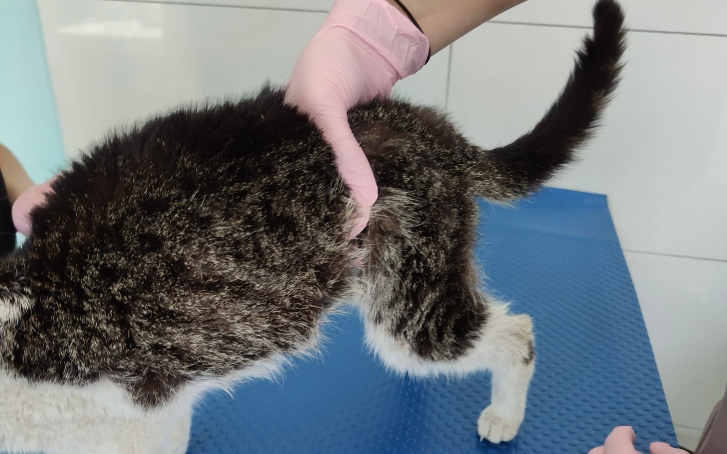 
        Kot w trakcie badania weterynaryjnego.
    