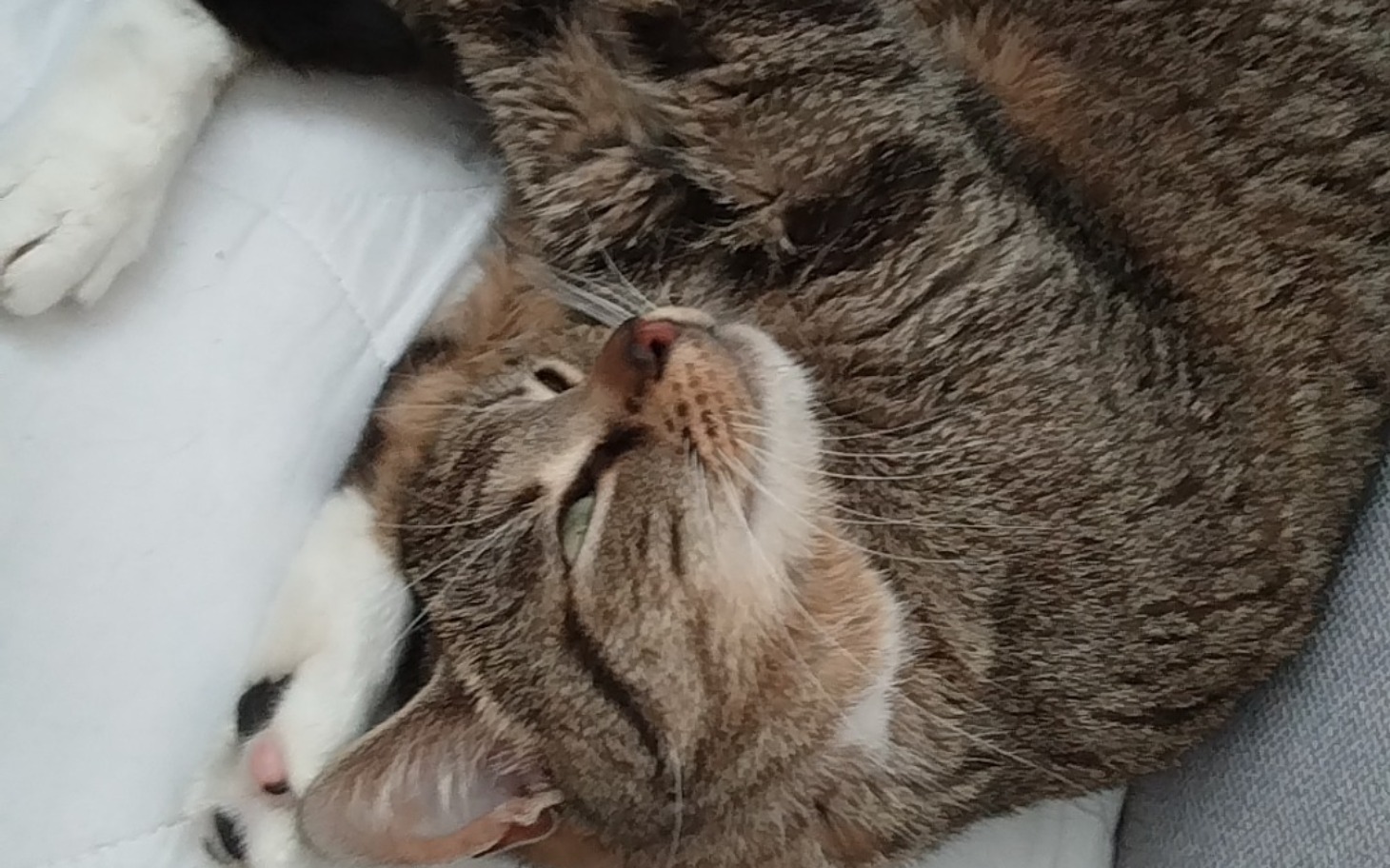 
        Kot leżący na kanapie, zrelaksowany i spokojny.
    