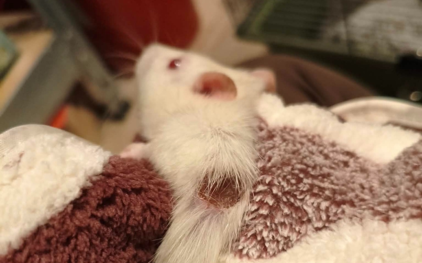 
        Biały szczur na rękach, otulony w koc.
    