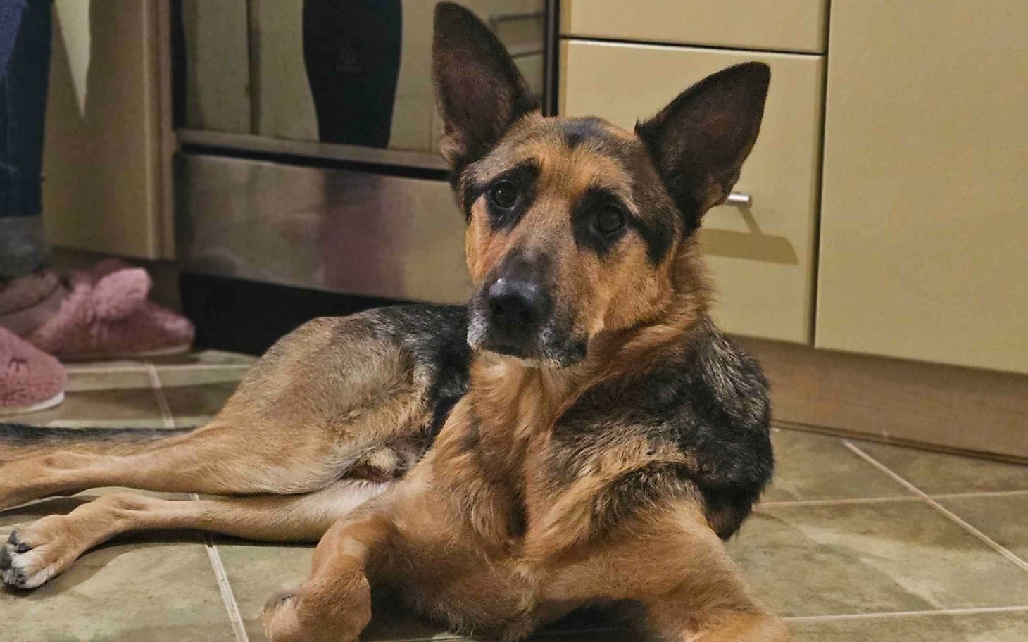 
        Pies leżący na podłodze, z wyrazem smutku w oczach.
    