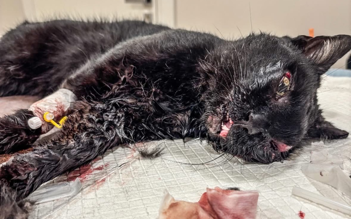 
        Chory kot w klinice weterynaryjnej, z ranami i kroplówką.
    