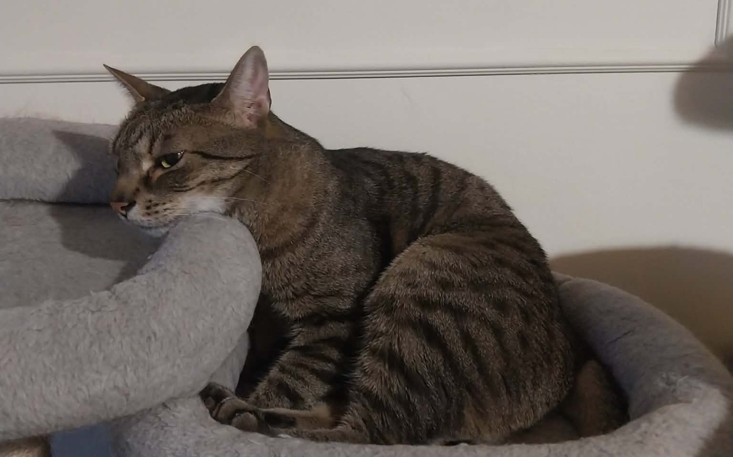 
        Kot leżący na drapaku, z wyrazem zadowolenia na twarzy.
    