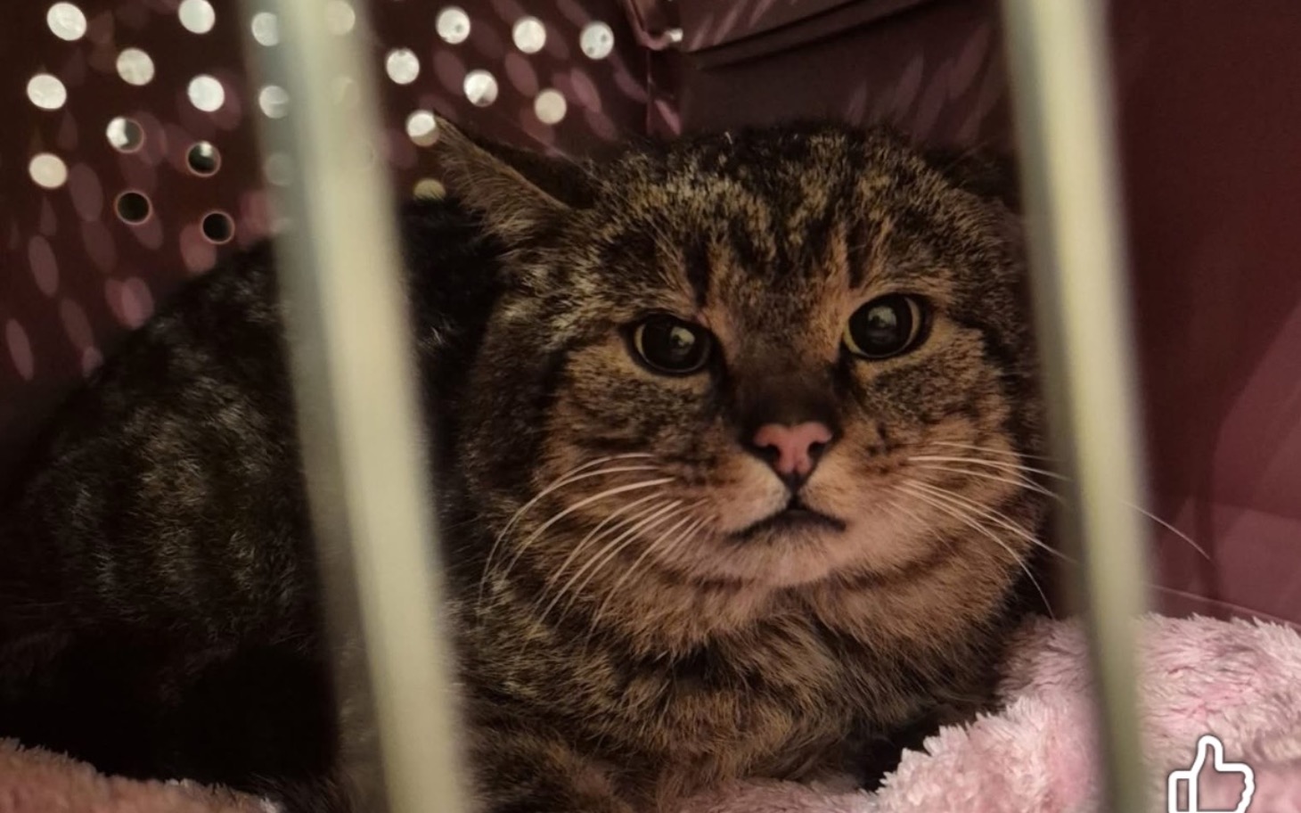 
        Kot w transporterze, z wyrazem niepokoju na twarzy.
    