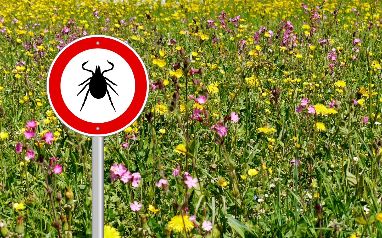 
        Znak ostrzegawczy o kleszczach w kwiecistej łące.
    