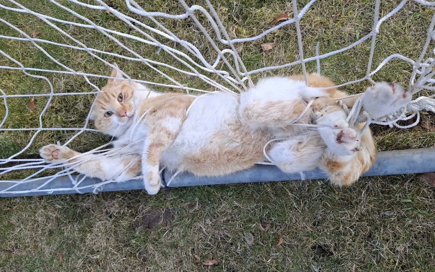 
        Kot zaplątany w siatkę bramki, wygląda na zaskoczonego.
    