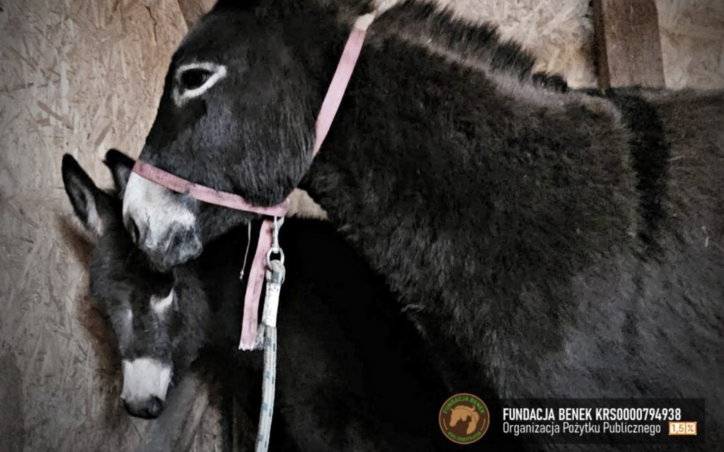 
        Dwa osły w stajni, jeden z nich z młodym.
    