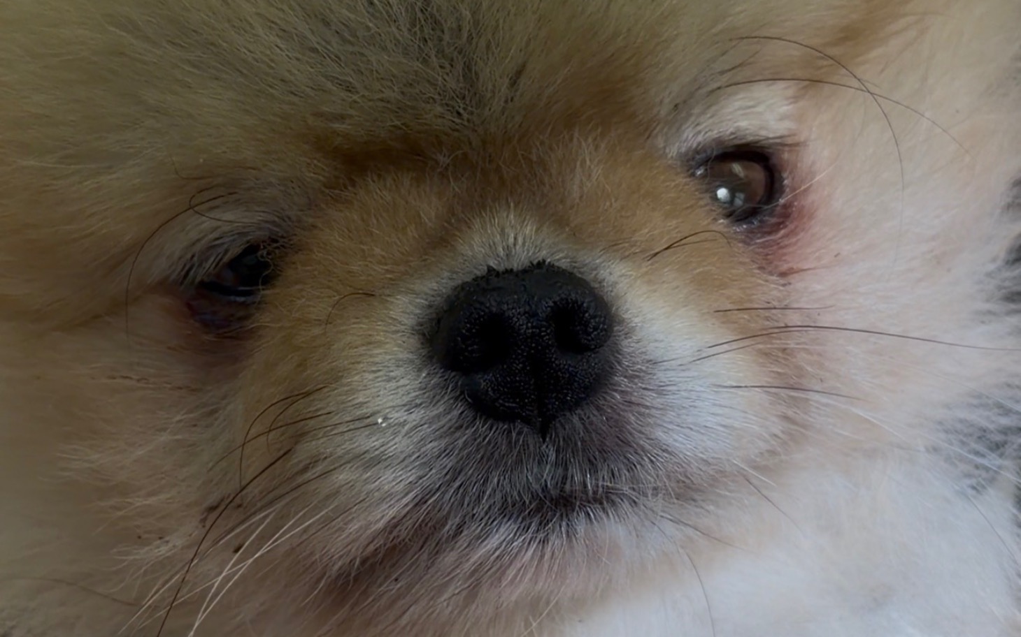 
        Zbliżenie na twarz małego psa, z wyrazem ciekawości.
    