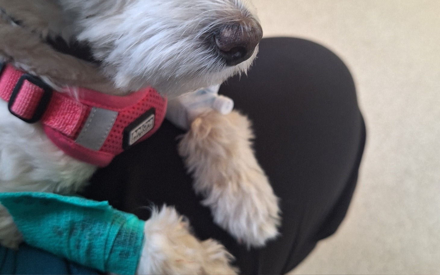 
        Zbliżenie na psa w szelce, odpoczywającego na kolanach.
    