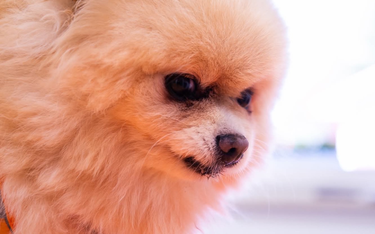 
        Pies rasy pomeranian z puszystym futrem, patrzący w stronę obiektywu.
    