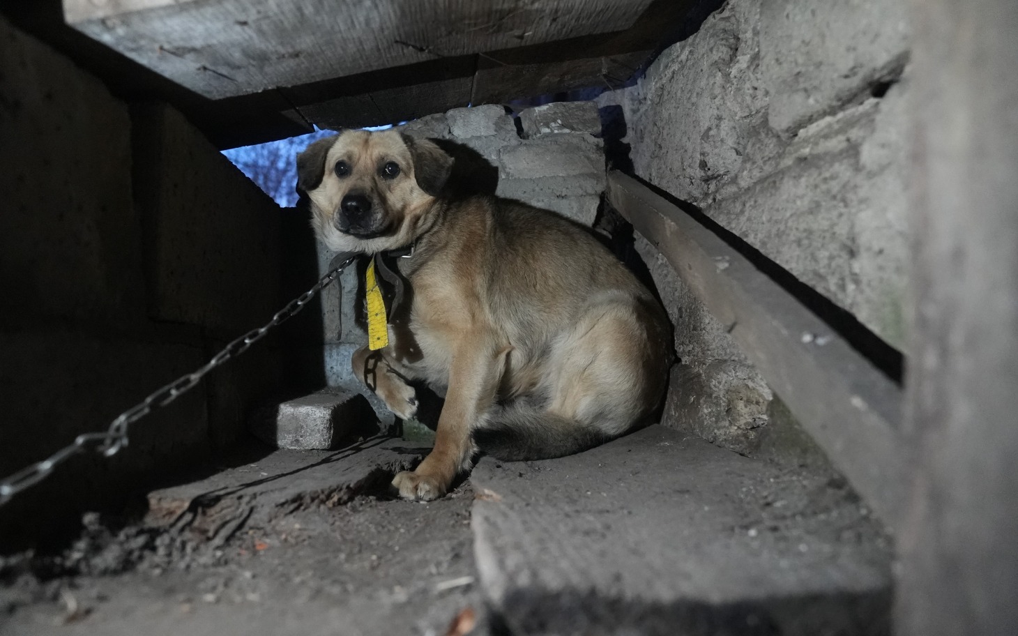 
        Pies siedzący w ciemnym miejscu, wyglądający na zmartwionego.
    