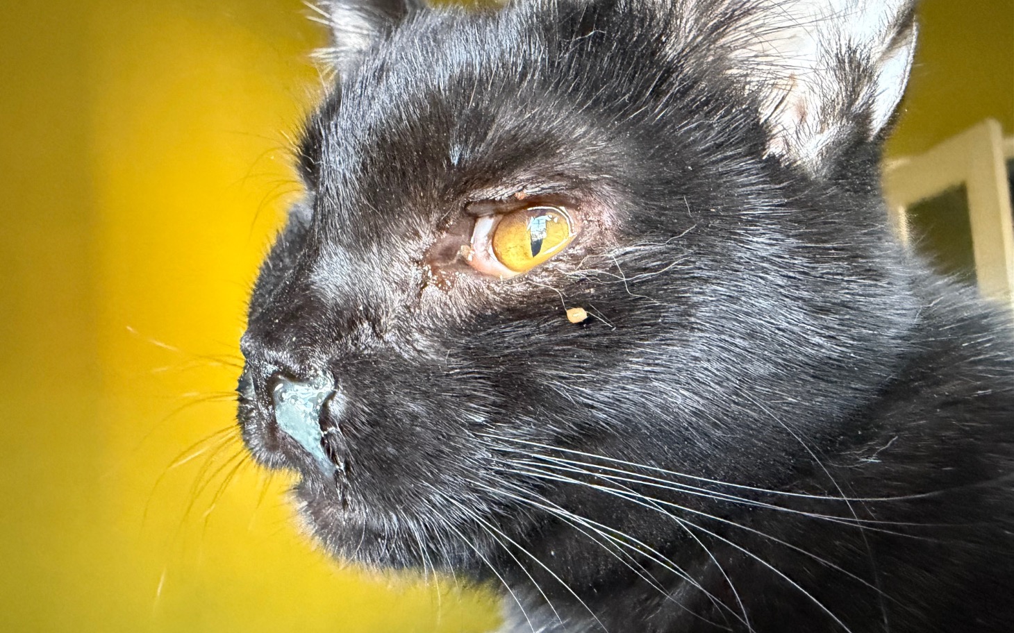 
        Czarny kot z żółtymi oczami, siedzący w świetle.
    