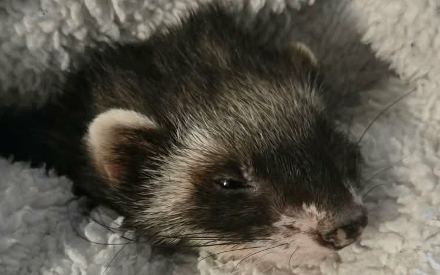 
        Mały jeż, śpiący na miękkim kocyku.
    