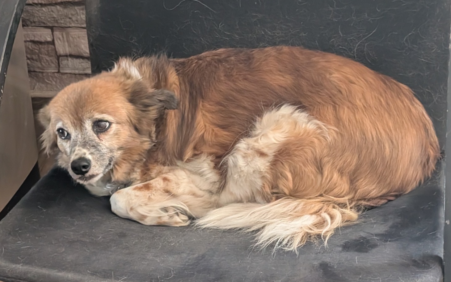 
        Pies w pozycji zwiniętej na krześle, z wyrazem smutku.
    