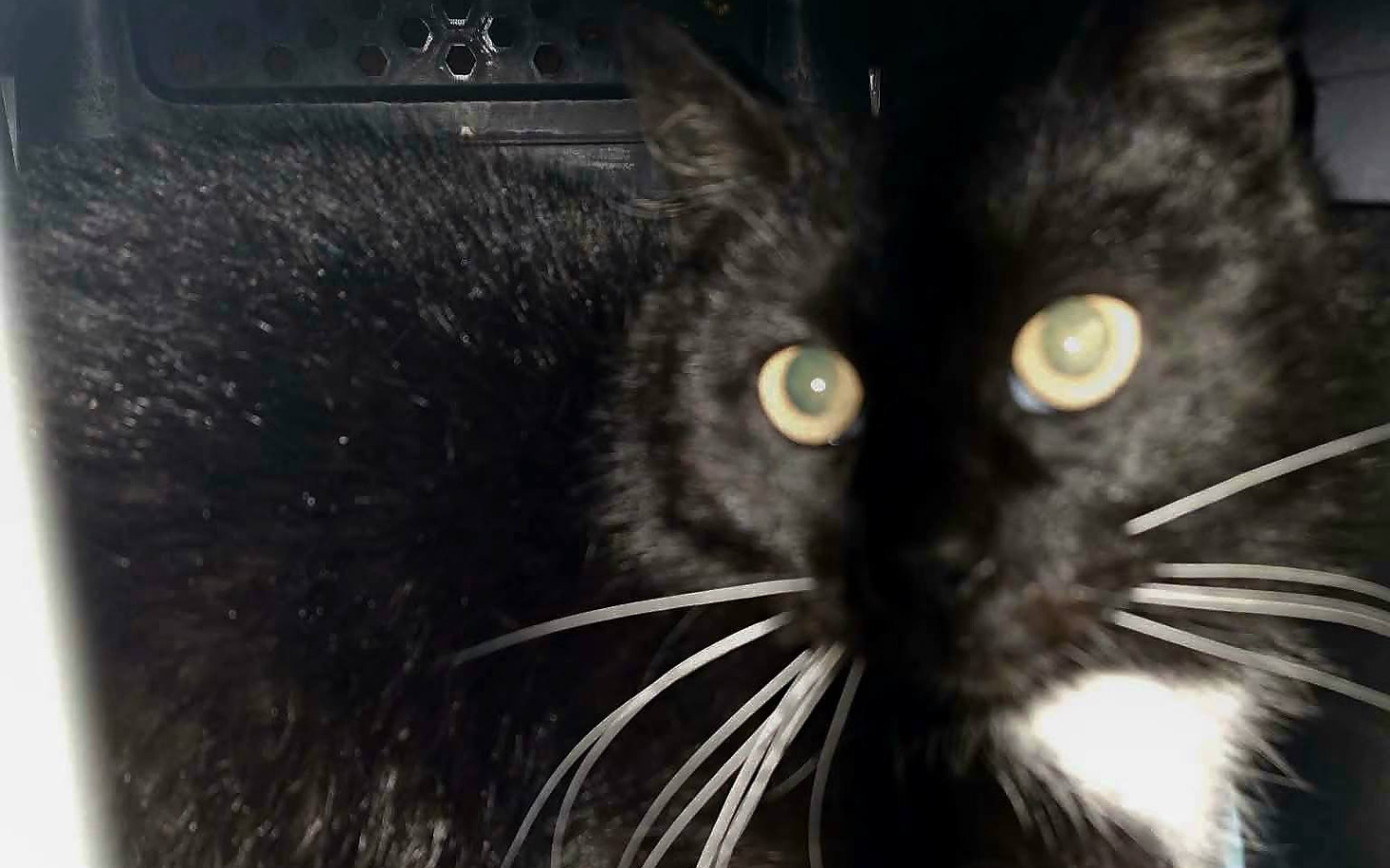 
        Czarny kot z dużymi, zielonymi oczami, w ciemnym otoczeniu.
    