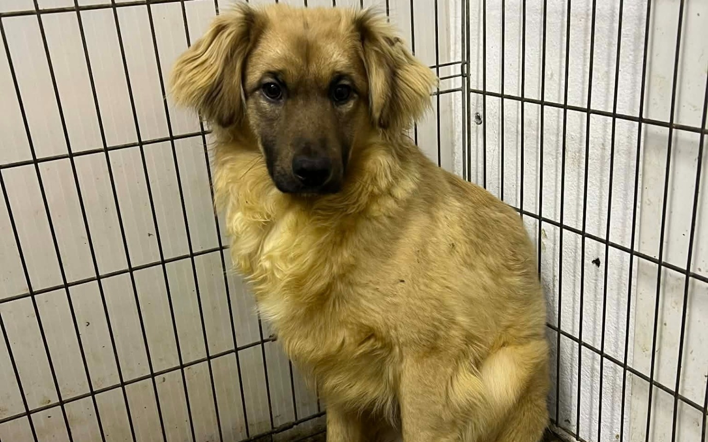 
        Pies w schronisku, wygląda na smutnego.
    