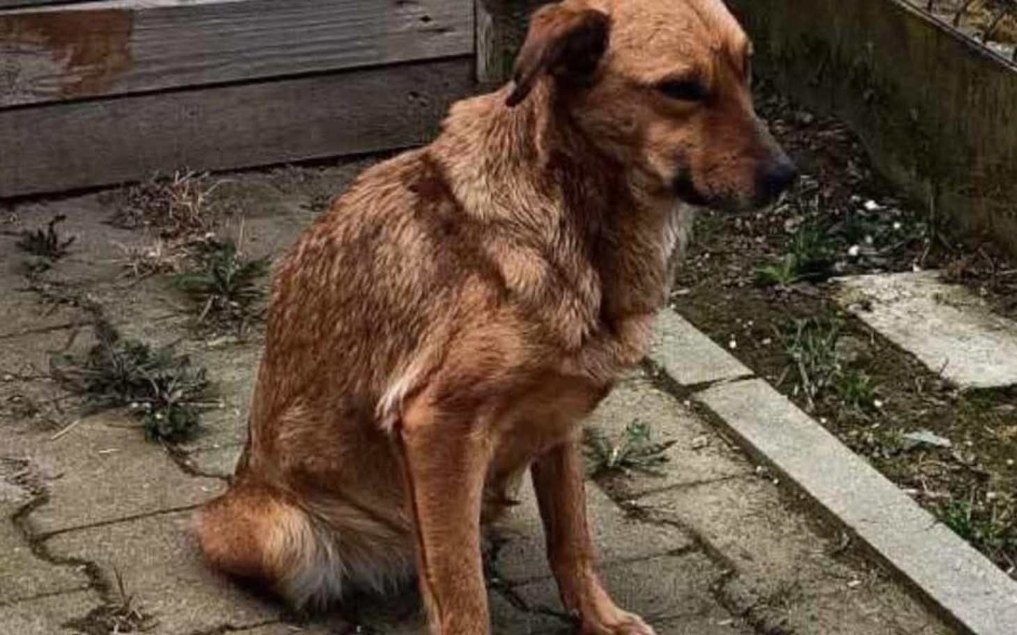 
        Pies siedzący na chodniku, wygląda na smutnego.
    