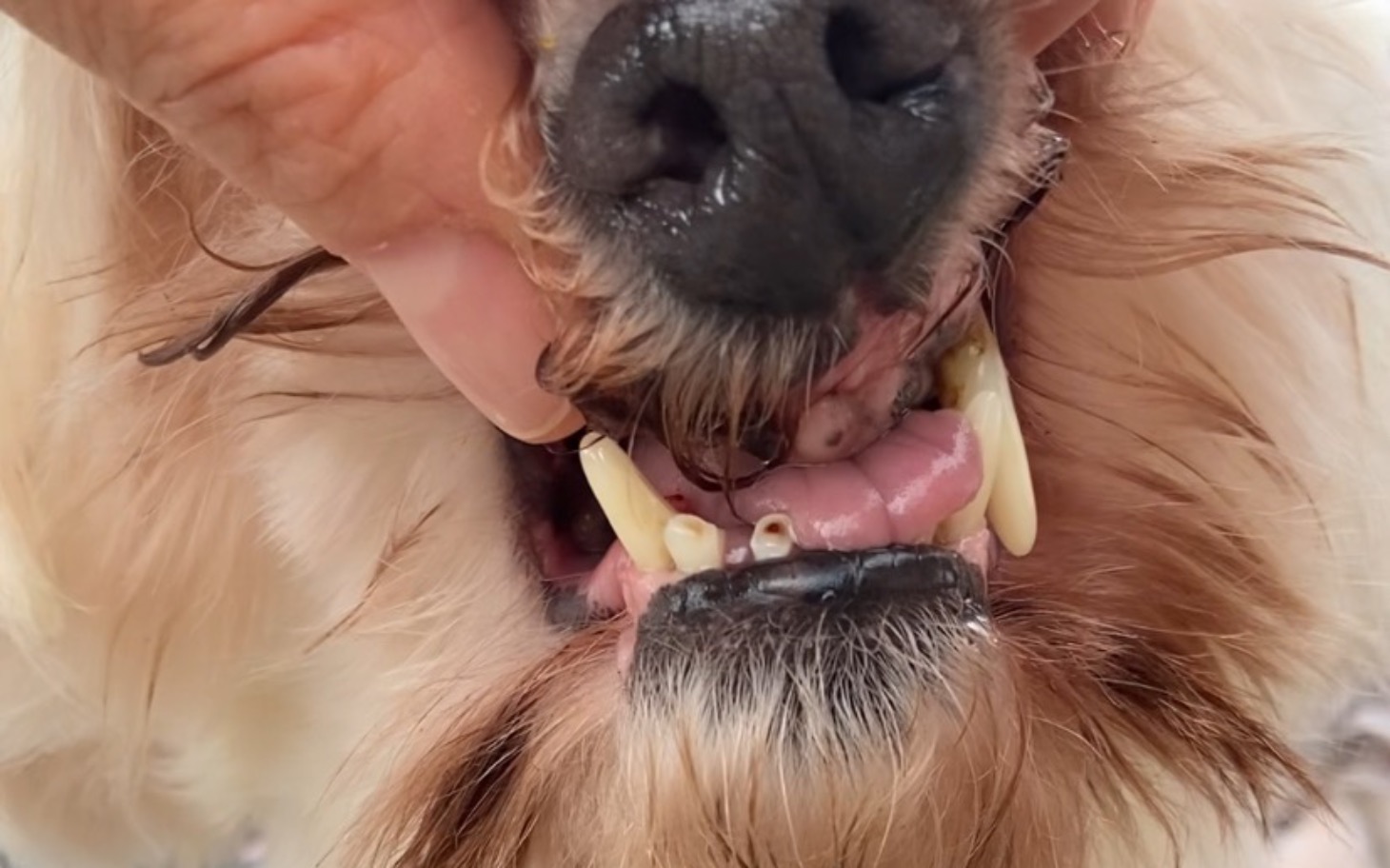 
        Zbliżenie na zęby psa, pokazujące ich stan.
    