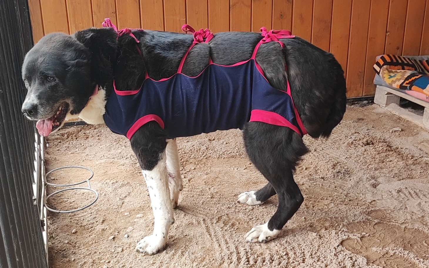 
        Pies w specjalnym ubraniu, stojący na piasku.
    