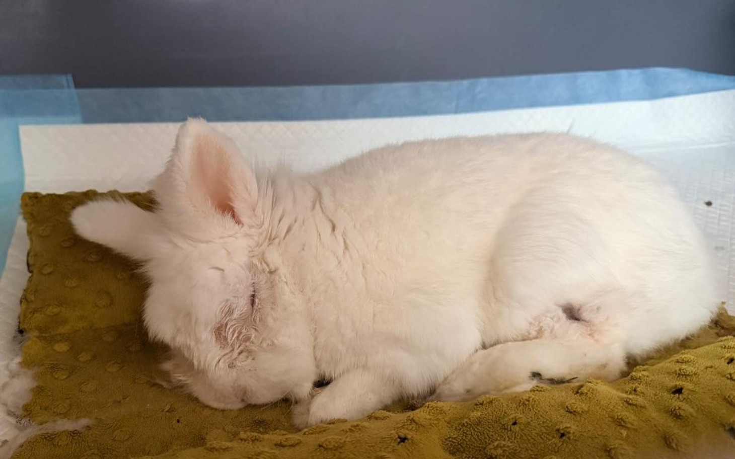 
        Biały królik śpi na miękkim kocyku, wygląda na zrelaksowanego.
    