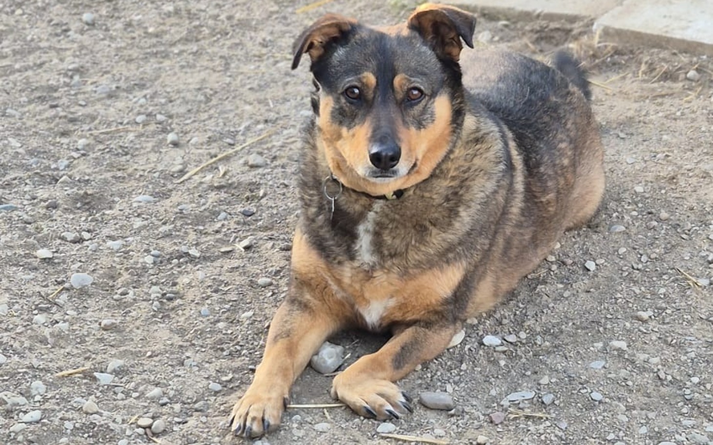 
        Pies leżący na ziemi, patrzący w obiektyw.
    