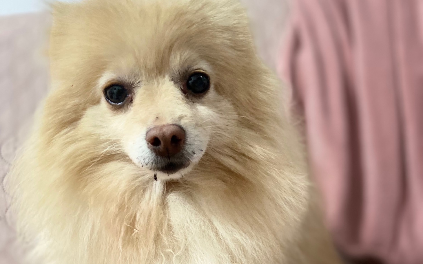 
        Pies rasy pomeranian z wyrazem twarzy.
    