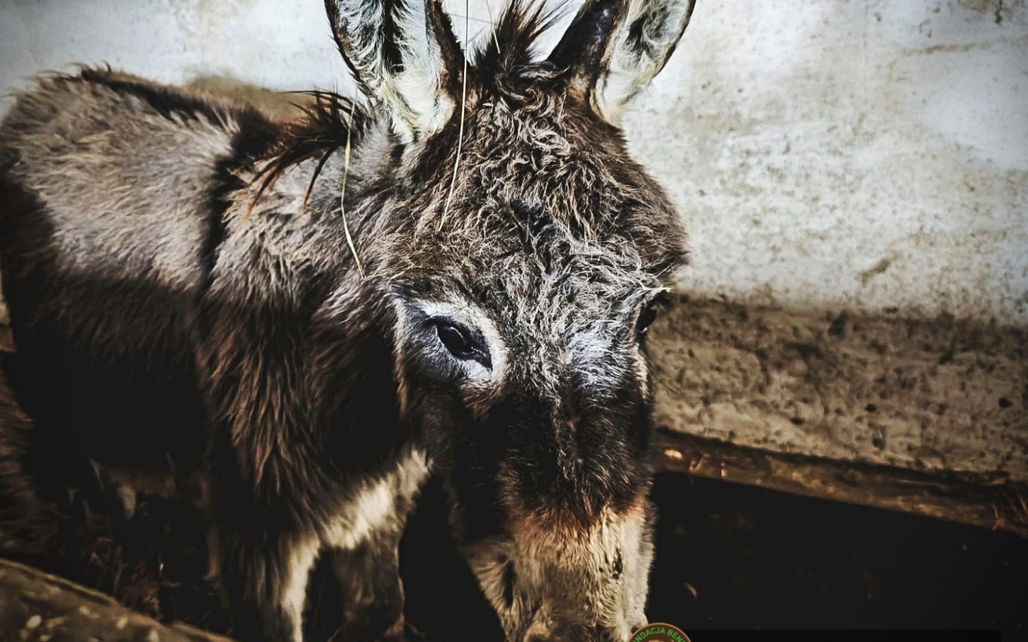 
        Osiołek w stajni, z wyrazistym spojrzeniem i szorstką sierścią.
    