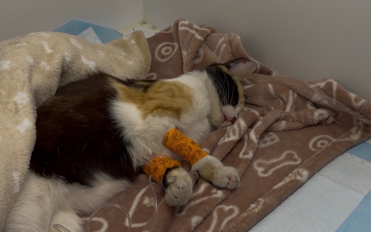 
        Śpiący kot z opatrunkiem na łapie, otulony kocem w szpitalu.
    