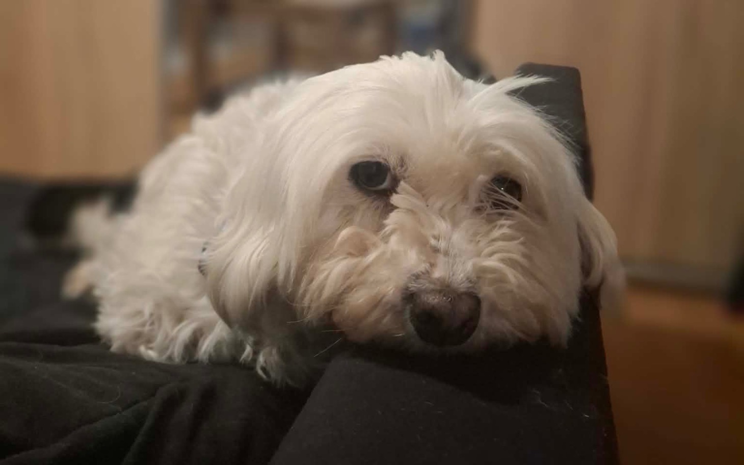 
        Biały pies leży na kanapie, z wyrazem smutku.
    